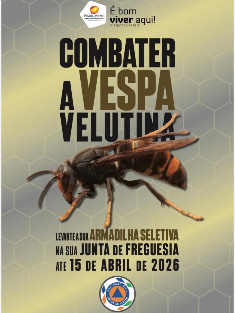 Combater a Vespa Asiatica (Velutina)